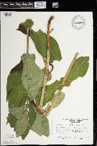 Triosteum perfoliatum image