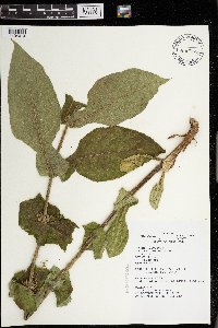 Triosteum perfoliatum image