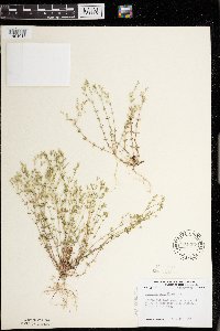 Arenaria serpyllifolia image