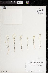 Arenaria serpyllifolia image