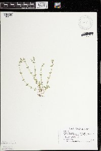 Arenaria serpyllifolia image