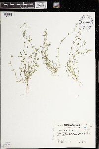 Arenaria serpyllifolia image