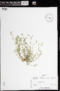 Arenaria serpyllifolia image