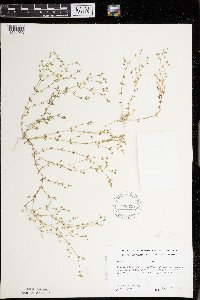 Arenaria serpyllifolia image