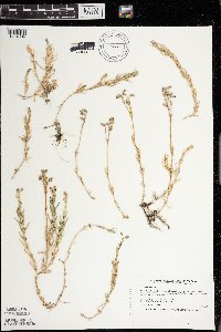 Cerastium arvense image