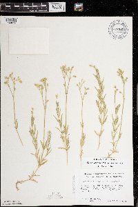 Cerastium arvense image