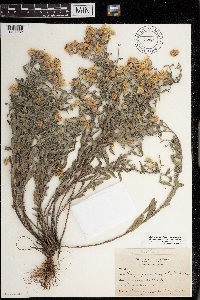 Heterotheca villosa image