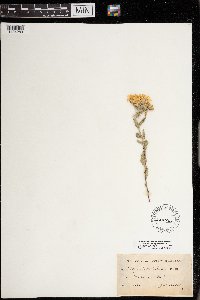 Heterotheca villosa image