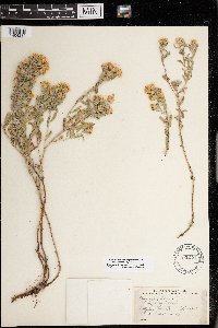 Heterotheca villosa image