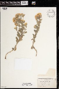 Heterotheca villosa image