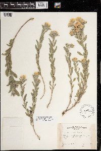 Heterotheca villosa image