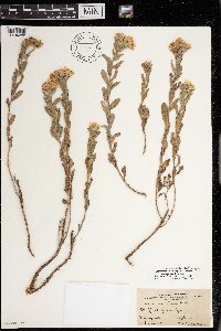 Heterotheca villosa image