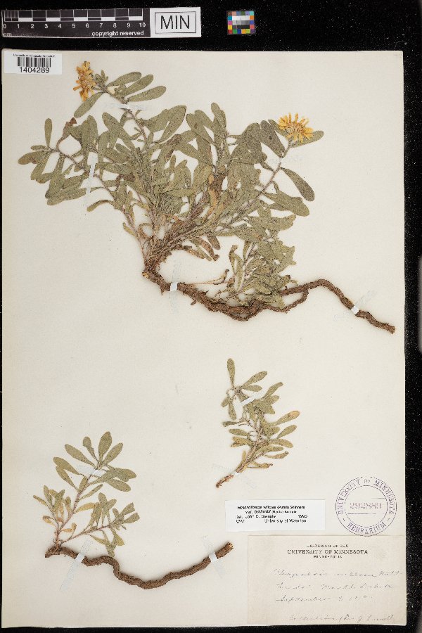 Heterotheca villosa image