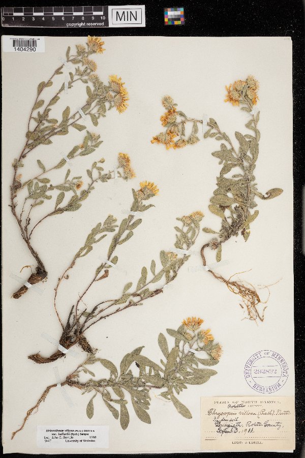 Heterotheca villosa image