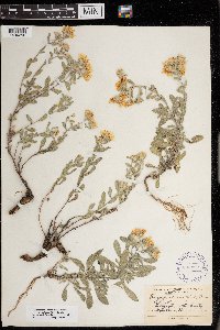 Heterotheca villosa var. ballardii image