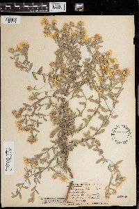 Heterotheca villosa var. ballardii image