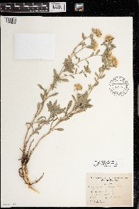 Heterotheca villosa var. ballardii image