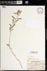 Heterotheca villosa var. ballardii image