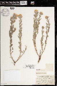 Heterotheca villosa var. ballardii image