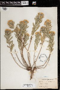 Heterotheca villosa var. ballardii image
