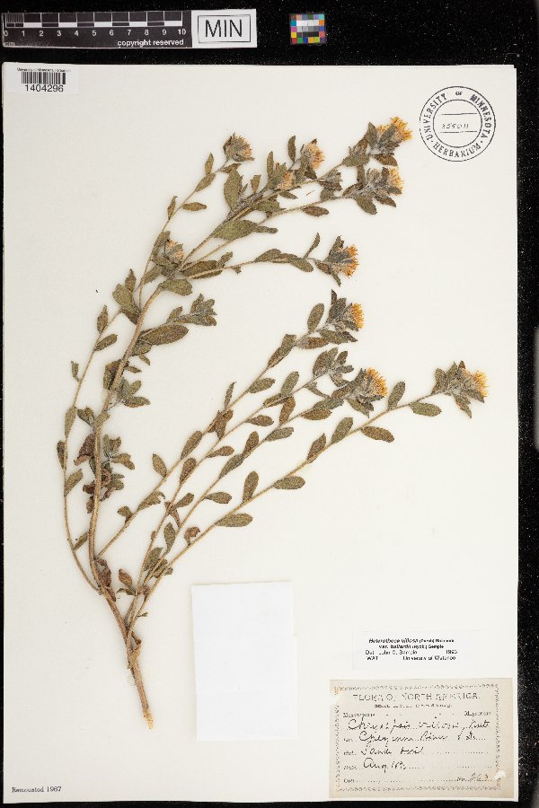 Heterotheca villosa var. ballardii image