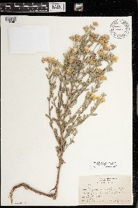 Heterotheca villosa var. ballardii image