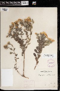 Heterotheca villosa image