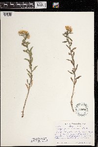 Heterotheca villosa image