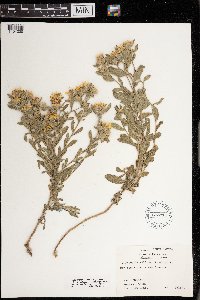 Heterotheca villosa image