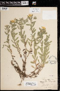 Heterotheca villosa image