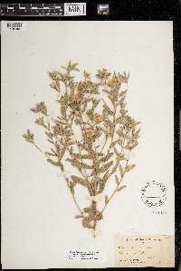 Heterotheca villosa image
