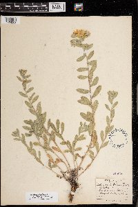 Heterotheca villosa var. ballardii image