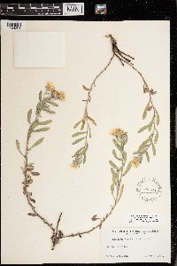 Heterotheca villosa var. ballardii image