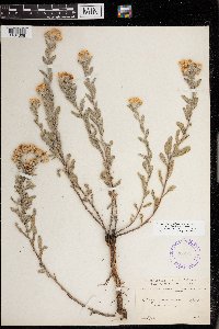 Heterotheca villosa var. ballardii image