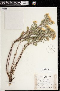 Heterotheca villosa var. ballardii image