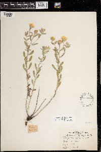 Heterotheca villosa image