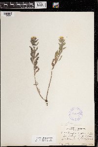 Heterotheca villosa image