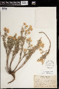 Heterotheca villosa image