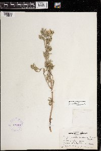 Heterotheca villosa image