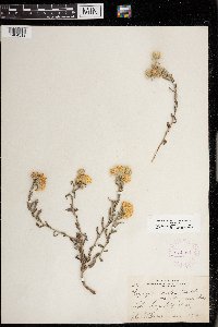 Heterotheca villosa image
