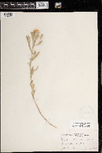 Heterotheca villosa image