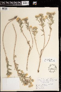 Heterotheca villosa image