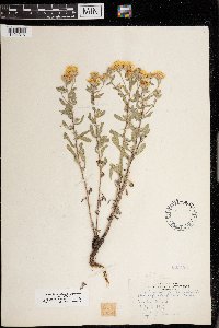 Heterotheca villosa image