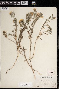 Heterotheca villosa image