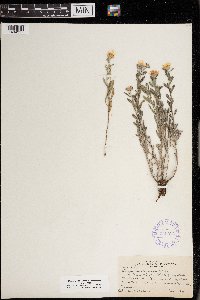 Heterotheca villosa image