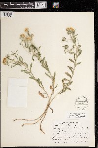 Heterotheca villosa image