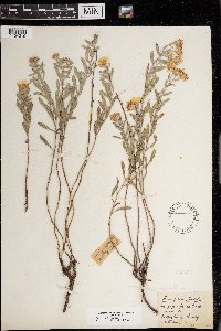 Heterotheca villosa image