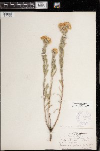 Heterotheca villosa image