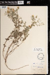 Heterotheca villosa image