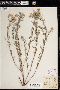 Heterotheca villosa image